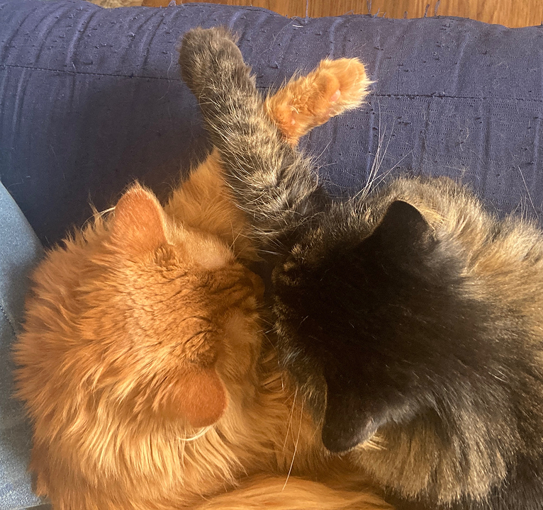 Orange stripy cat and brown stripey cat with their faces snuggled together.